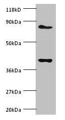 NDUFS5 Antibody
